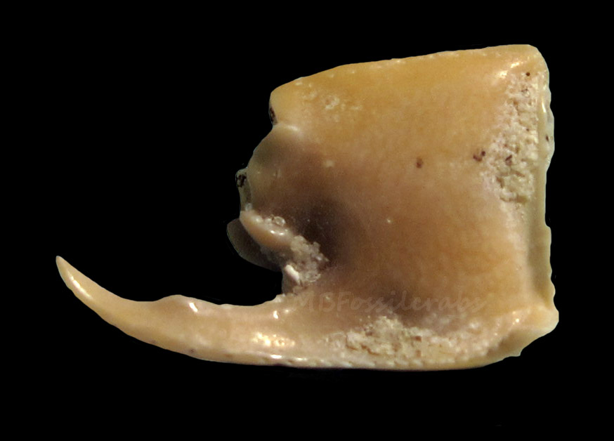 Callianassa macrodactylus